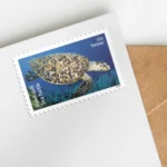 Forever Stamps 2024 Kemp’s Ridley Sea Turtle – Nature Series, First-Class Postage - Image 2