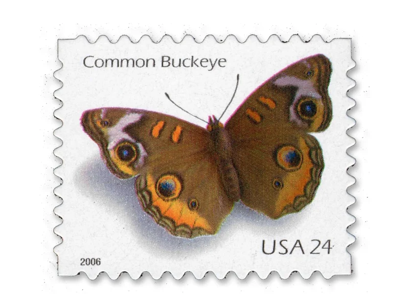 common-buckeye-butterfly-2006-first-class-stamps-main-800x600 NOT Forever Stamp-First Class Stamps 2006 Common Buckeye Butterfly – Nature Series, 24¢ Postage - Image 1