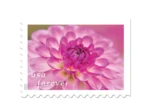 Forever Stamps 2025 Dahlias – Floral Collection, First-Class Postage - Image 3
