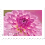 Forever Stamps 2025 Dahlias – Floral Collection, First-Class Postage 100 Stamps 5 Sheets