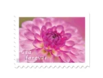 Forever Stamps 2025 Dahlias – Floral Collection, First-Class Postage